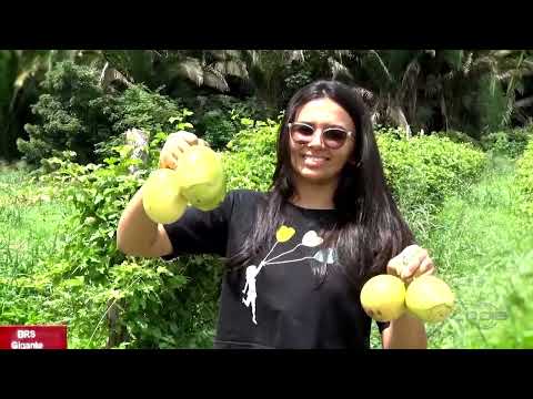 Agricultura familiar une qualidade, sustentabilidade e sabor à mesa dos piauienses 25 04 2024