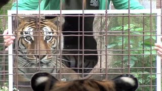 Animals Seeing Themselves For The First Time !