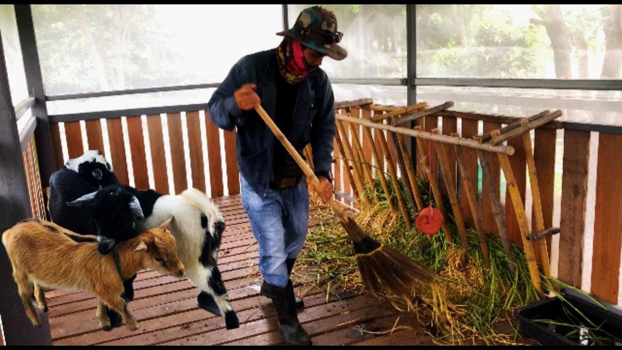 Clean the goat shed and put grass to eat.