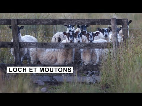 Vidéo: Une île écossaise Isolée A Besoin D'un Gardien De Moutons