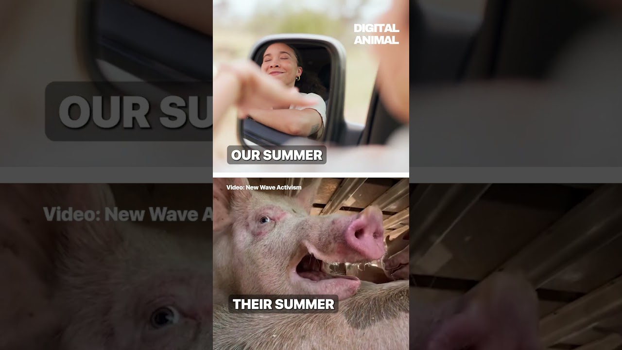 Our Summer vs. Their Hell 💔 Every Year, Millions of Animals Suffer and Die in Transport 🐷