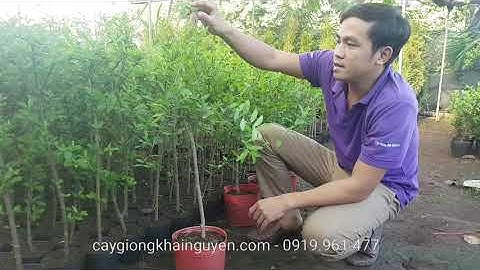 Phân biệt giữa giống lựu Peru và lựu lùn đỏ !