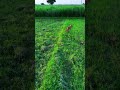 শিয়াল 😀 #shortvideo