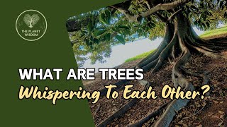 Do trees communicate with each other