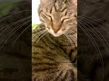 #cat #truelove #kitten #compassion #feline #cute #kitty #purr #cutecat #cayshorts #catvideos #meow #