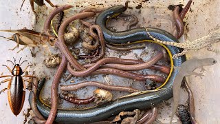WOO! I never seen before Black snake,Earth worms,Geckos,Coconut worms,Crickets,Bugs.
