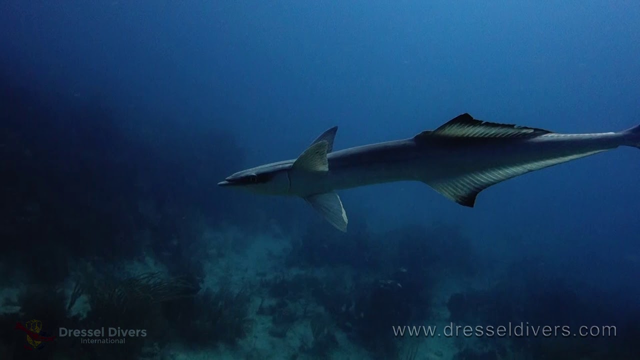 Dressel Divers Diving In Puerto Aventuras With Amazing Marine Animals