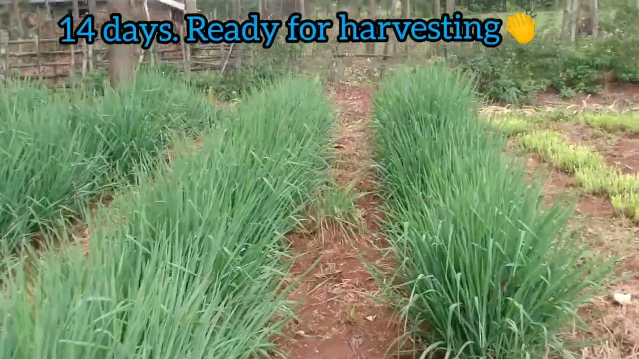 Brachiaria The Wonder Grass Growth Rate.#brachiariagrass