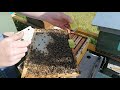 Tuto apiculture  mettre des accompagnatrice pour le transport des reines