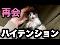 保護した子猫が久しぶりの再会で大興奮
