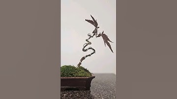 How to start a Bonsai🌳 #diy #maple #dont #worry #about #the #wire #set #structure #trunk #line #let