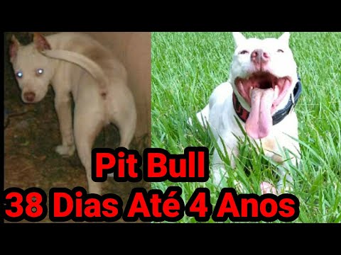 O Crescimento Do Huck Pelles Rustic no Game Dog 38 Dias até 4 anos