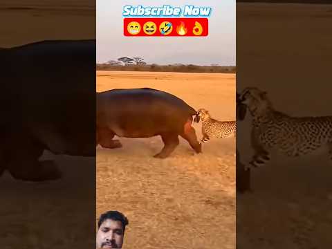 Funny Animals 🤪🤣😃🔥👌 #shortvideos #funny #animals #trending #viral #shorts