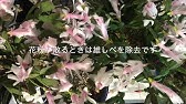 シャコバサボテンの花がら摘み ガーデニング Youtube