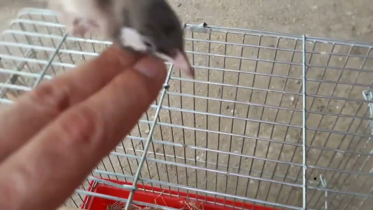 سبب شلل البلابل وطريقة علاجها .. لاتنسون لايك ومشاركة 🌺