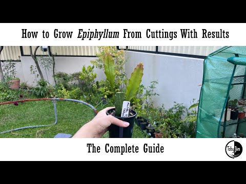 How To Grow Epiphyllum From Cuttings With Results: The Complete Guide