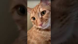 Celebrity Not lazy. Just energy-efficient! Wealth