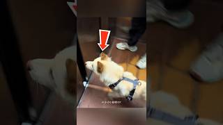 This Lost Dog Finally Made It Home! π₯ΉπΆ This Lost Dog Finally Made It Home! π₯ΉπΆ