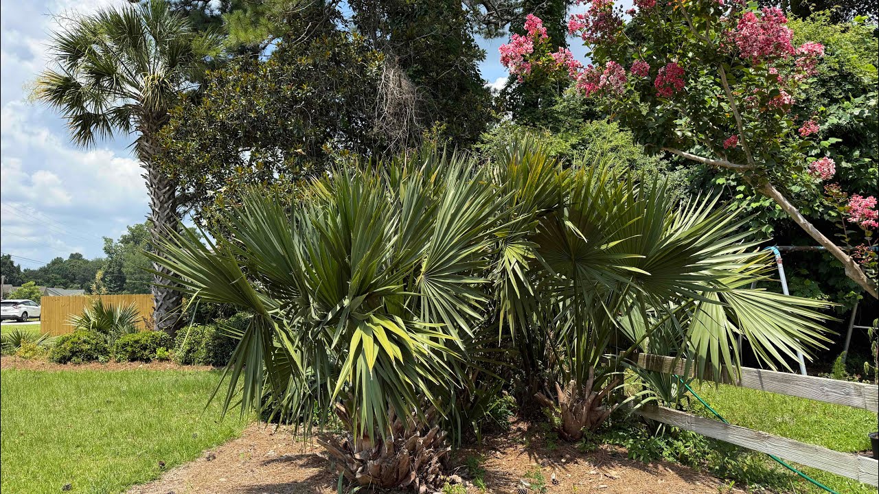 Palm Tree Legend: Gary’s Nursery 2025