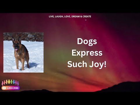 Dogs Express Such Joy - Odakota #dogs #germanshepherd #greenland #fun