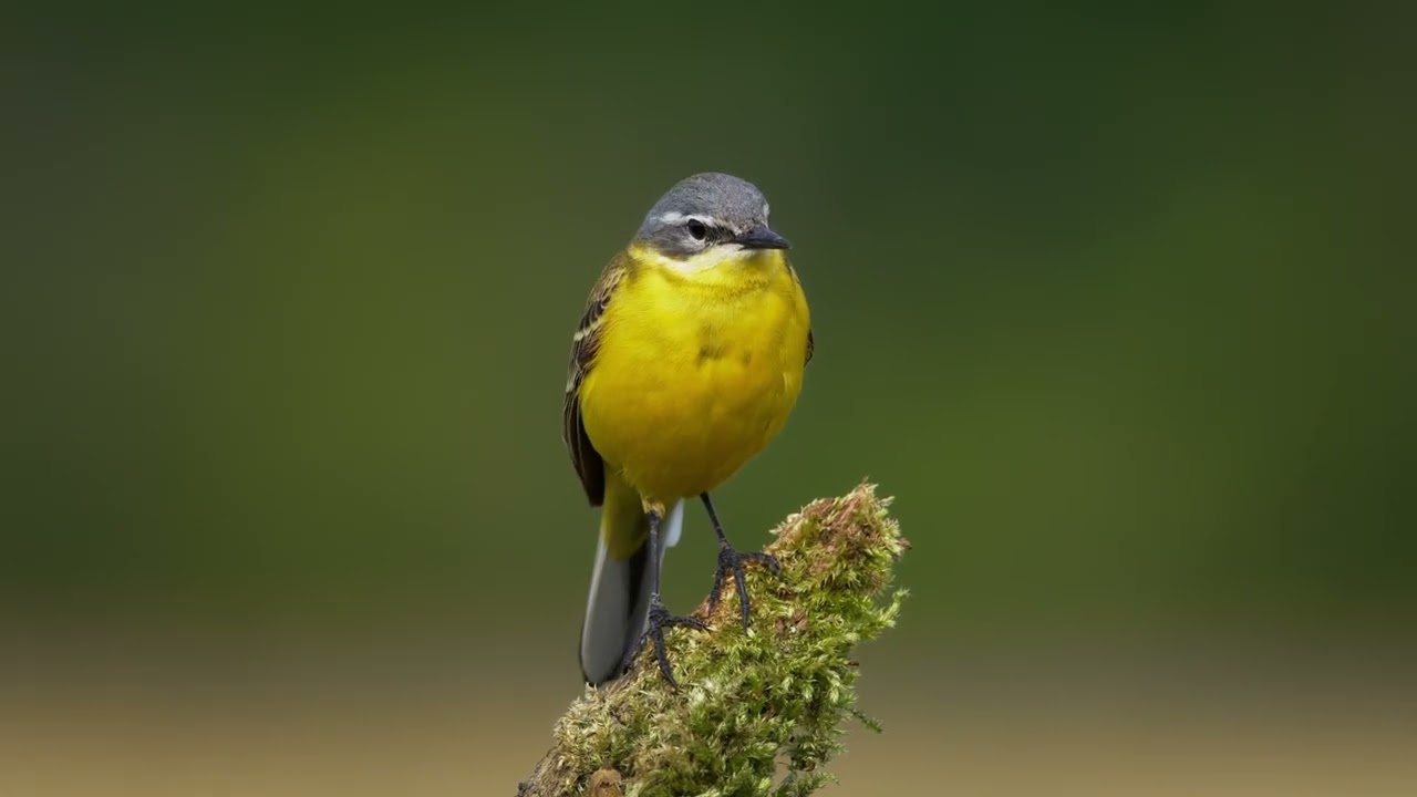 Bird Sounds in Nature 🌿 Peaceful Birds Singing for Sleep, Focus & Stress Relief (2 Hours)