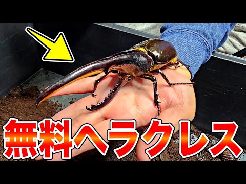 ☆Bumblebee☆オルゴナイト☆カエル、亀、蓮☆ 走る！！昆虫シリーズ No.3 ヘラクレスオオカブト – 名城・伝統