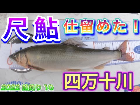 2022 鮎釣り 10　【来た〜　四万十　尺鮎】