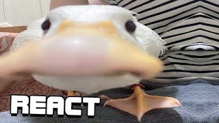 shitpostatus and memes compilations v180