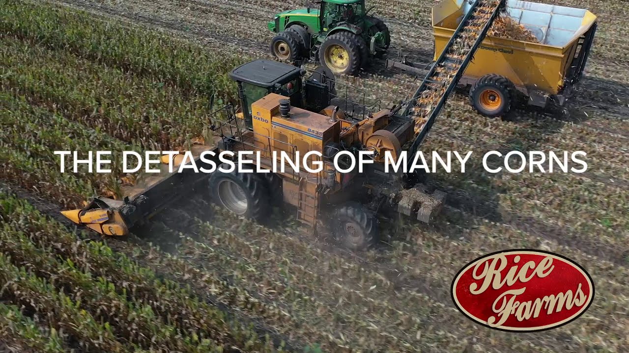 How to Detassel Corn in 2021! - YouTube