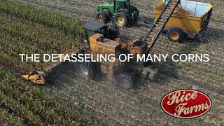 How to Detassel Corn in 2021!