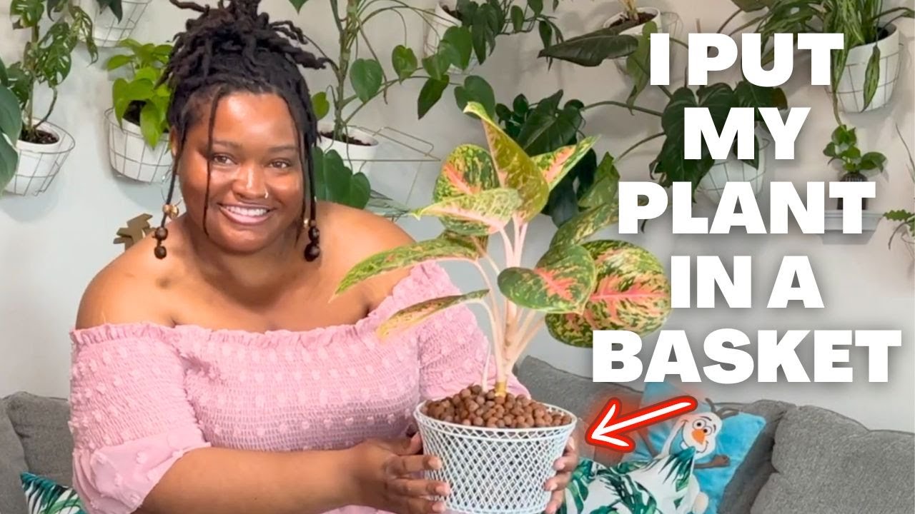 How to transfer a Chinese Evergreen (Aglaonema) to Semi Hydro / PON and LECA