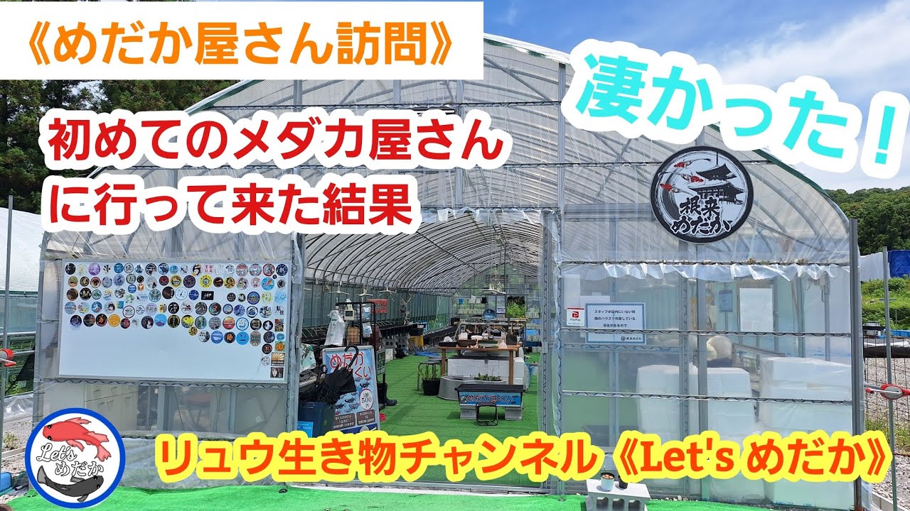 お手頃価格のメダカが盛りたくさん！ダルマメダカの種類も豊富！最新品種も入荷中！