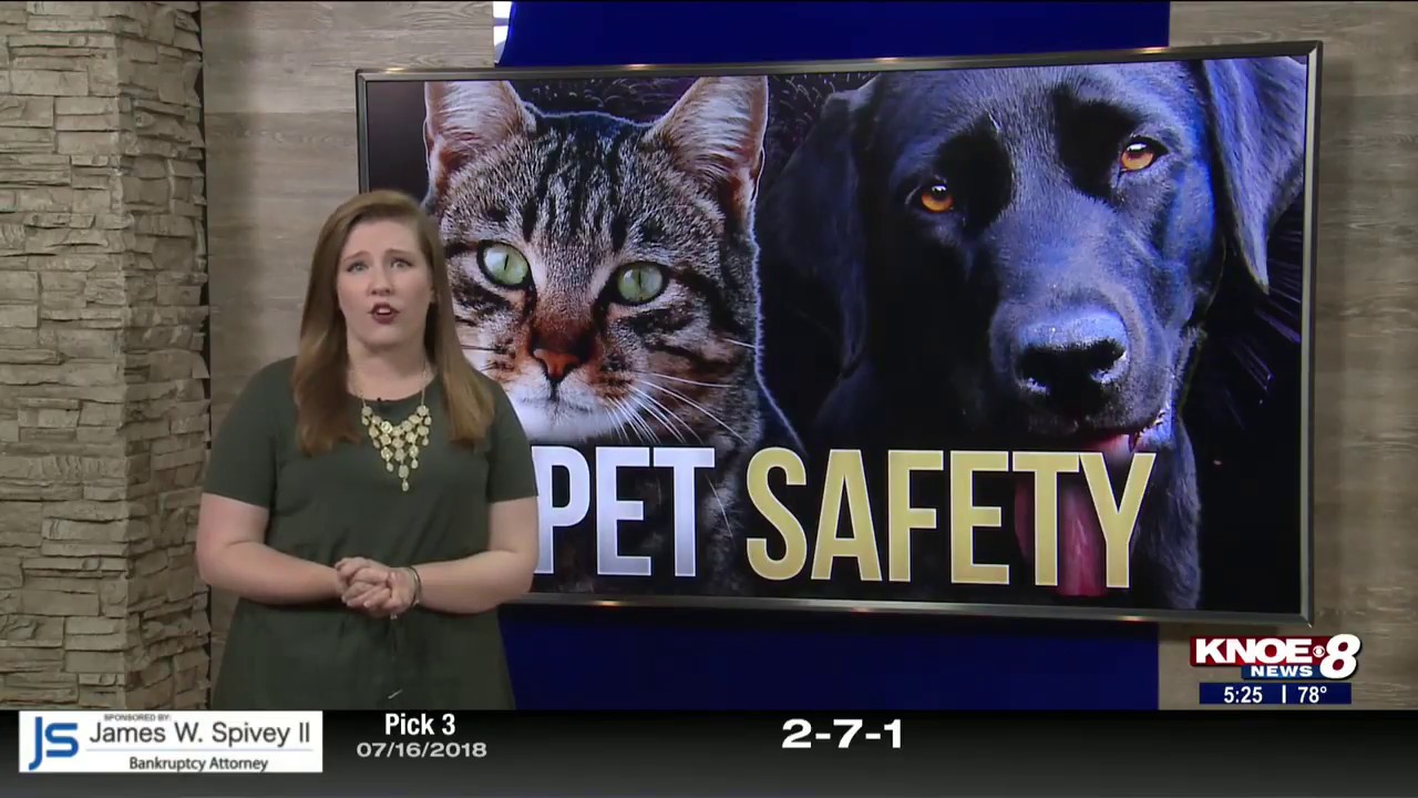 Keeping pets safe in extreme heat