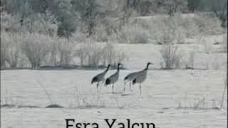 Esra Yalçın Hü Diyelim