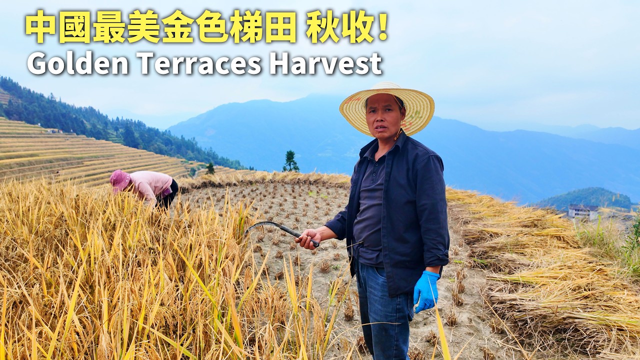 Самые Красивые Золотые Рисовые Террасы Китая — Потрясающий Осенний Урожай