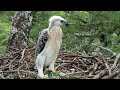 Crowned Eagle chick progress filmed with a drone from day 1 to week 12