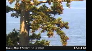 16:06 Mom hidden in branch below bare branch, Scootch is on bare branch nice light