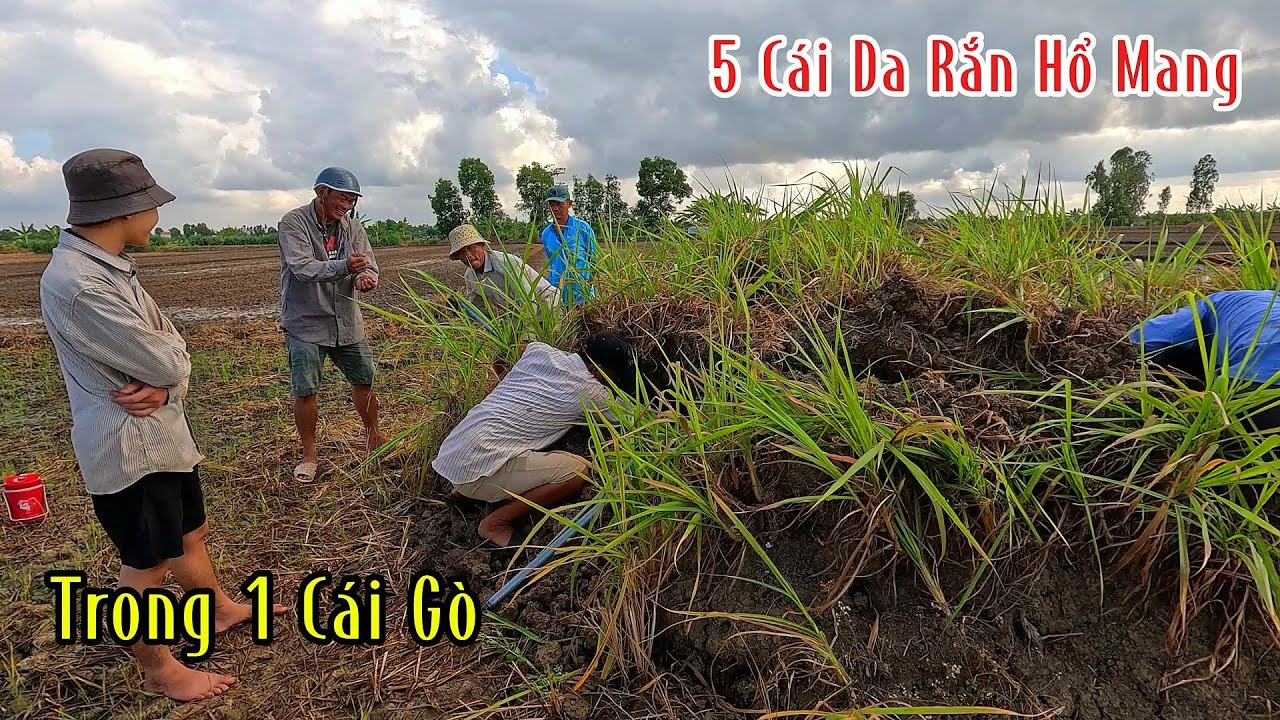 Quá Kinh Khủng 1 Cái Gò Nhỏ Xíu Mà 6 Cái Da Rắn Độc | Mười Thương Săn Bắt