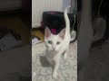 Beyaz yavru kedi 🐈‍⬛yavru kedi videoları  minik 🐈 kedi oyunu Van kedisi