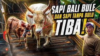 Akhirnya Sapi Bali Bule Dari Setia Farm Jawa Barat Gw Bawa Ke Dehakims