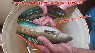 PERTAMA KALI..!! Menjodohkan Ikan Channa Limbata Dengan Cara Ini || Cara Menjodohkan Channa Limbata