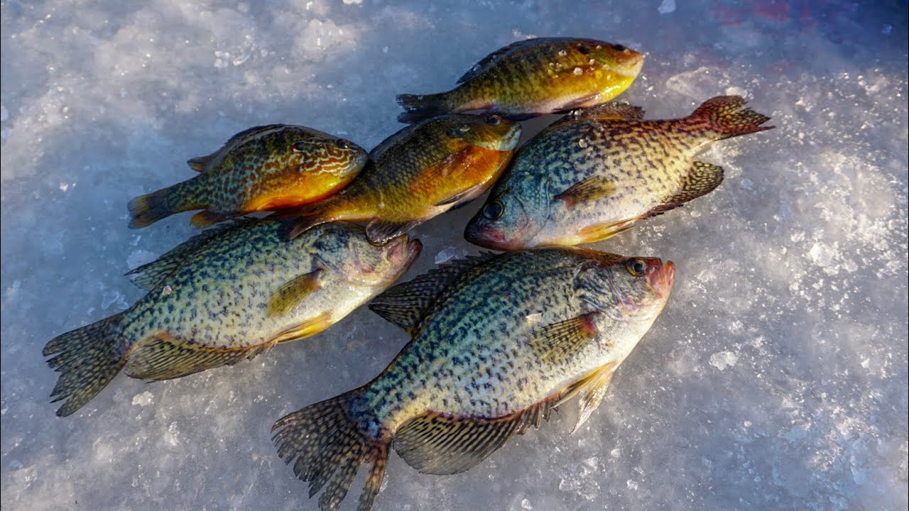 STACKING Bluegills and Crappies on the Wolf River | Ice Fishing 2018