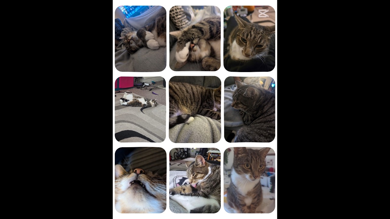 The Katie Collection 😺