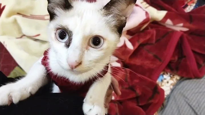 Video 1460511: siamese cat cutecats, siamese kitty cat, siamese adorablecat, cute siamese kitty, cutest siamese kitten, cat cutecat funnycatvideos