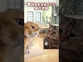 春休みを完全になめていた猫の末路#猫ミーム #猫マニ