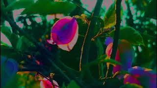 CINEMATIC 30 DETIK | SINEMATIK ALAM SORE HARI | NATURE CINEMATIC VIDEO