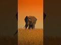 The Smartest Giant in the Animal Kingdom