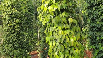 Bán lô đất ở xã Xuân Sơn huyện Châu Đức dt 1ha có 3 mặt đường giá 3 tỷ