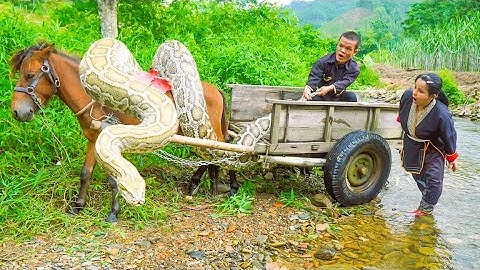 Heart-Stopping Moment - Giant Python Ambushes Dwarf Family’s Horse During Sugarcane Harvest