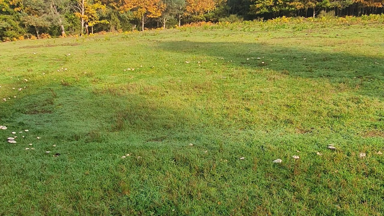 Série Champignons Les ronds de sorcières YouTube